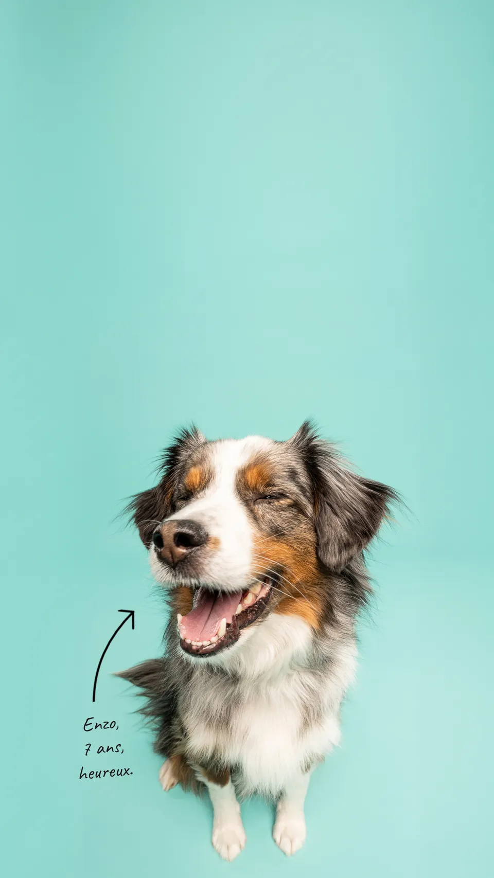 Enzo, berger australien photographié au studio Face de Pitou à Québec