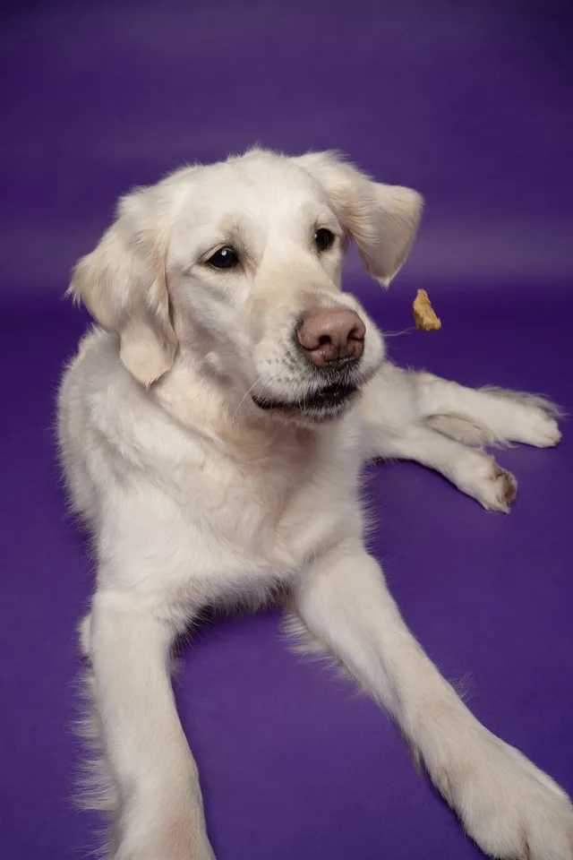 Chien vedette photographié au studio Face de Pitou