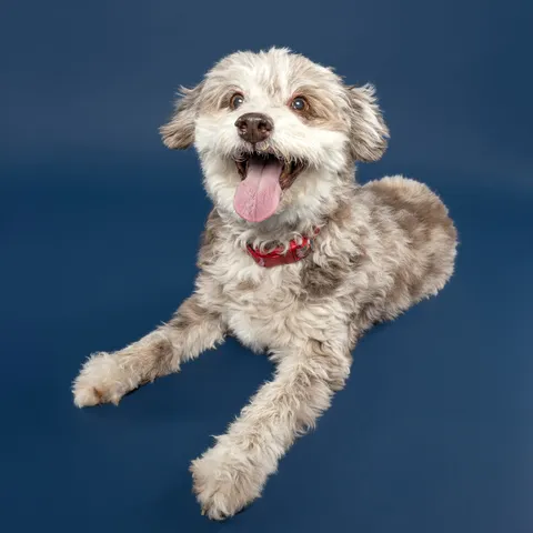 Portrait canin Face de Pitou — séance studio