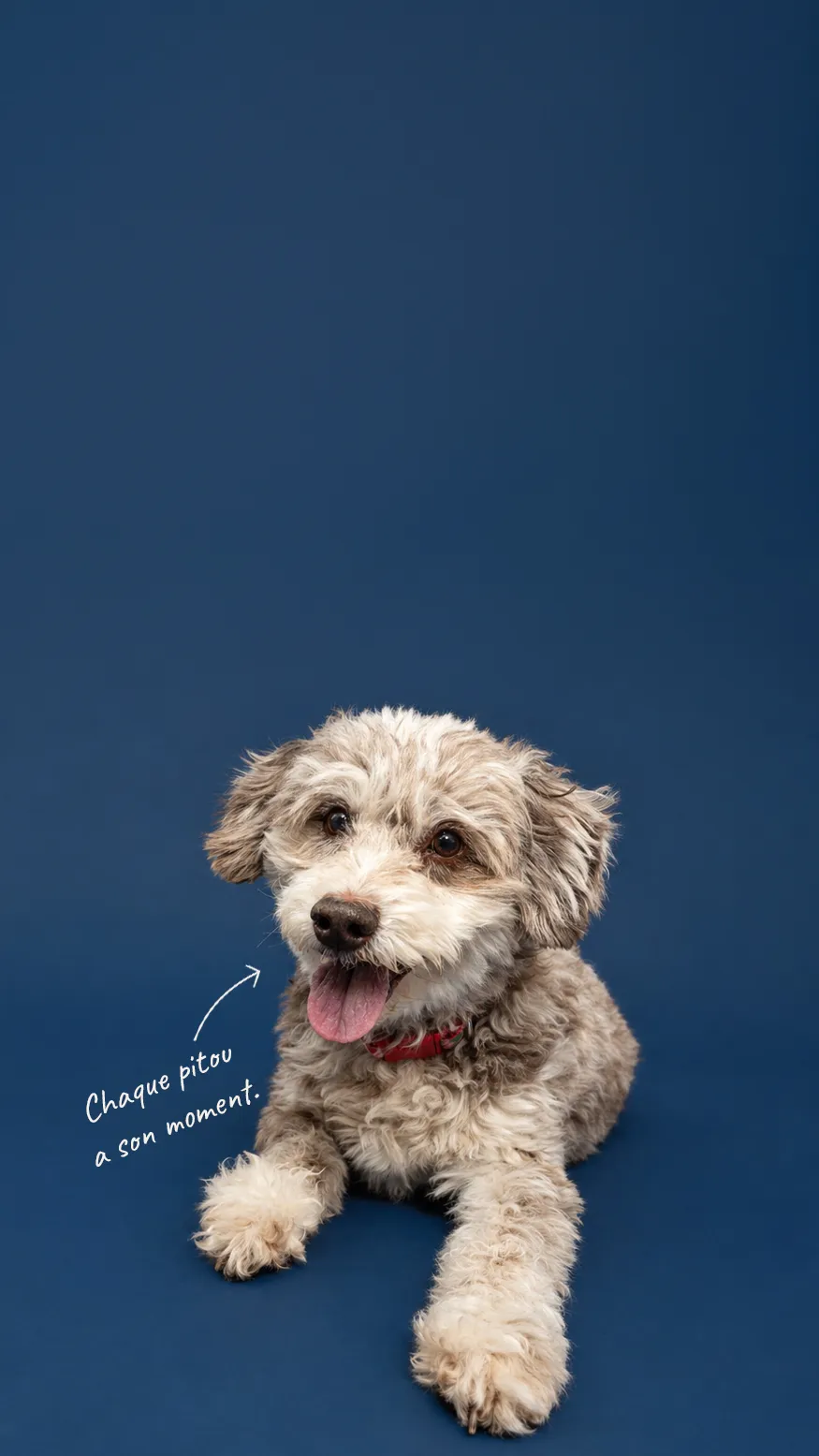 Caprice, berger australien × caniche miniature photographiée au studio Face de Pitou à Québec