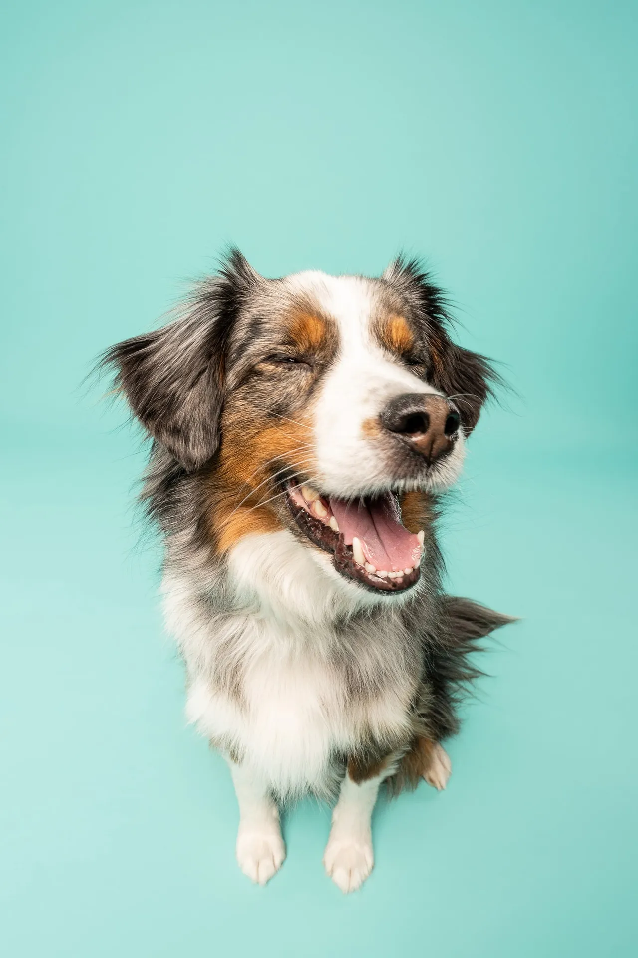 Forfait Star — chien photographié au studio Face de Pitou