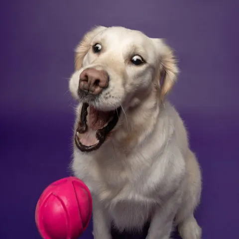 Portrait canin Face de Pitou — séance studio