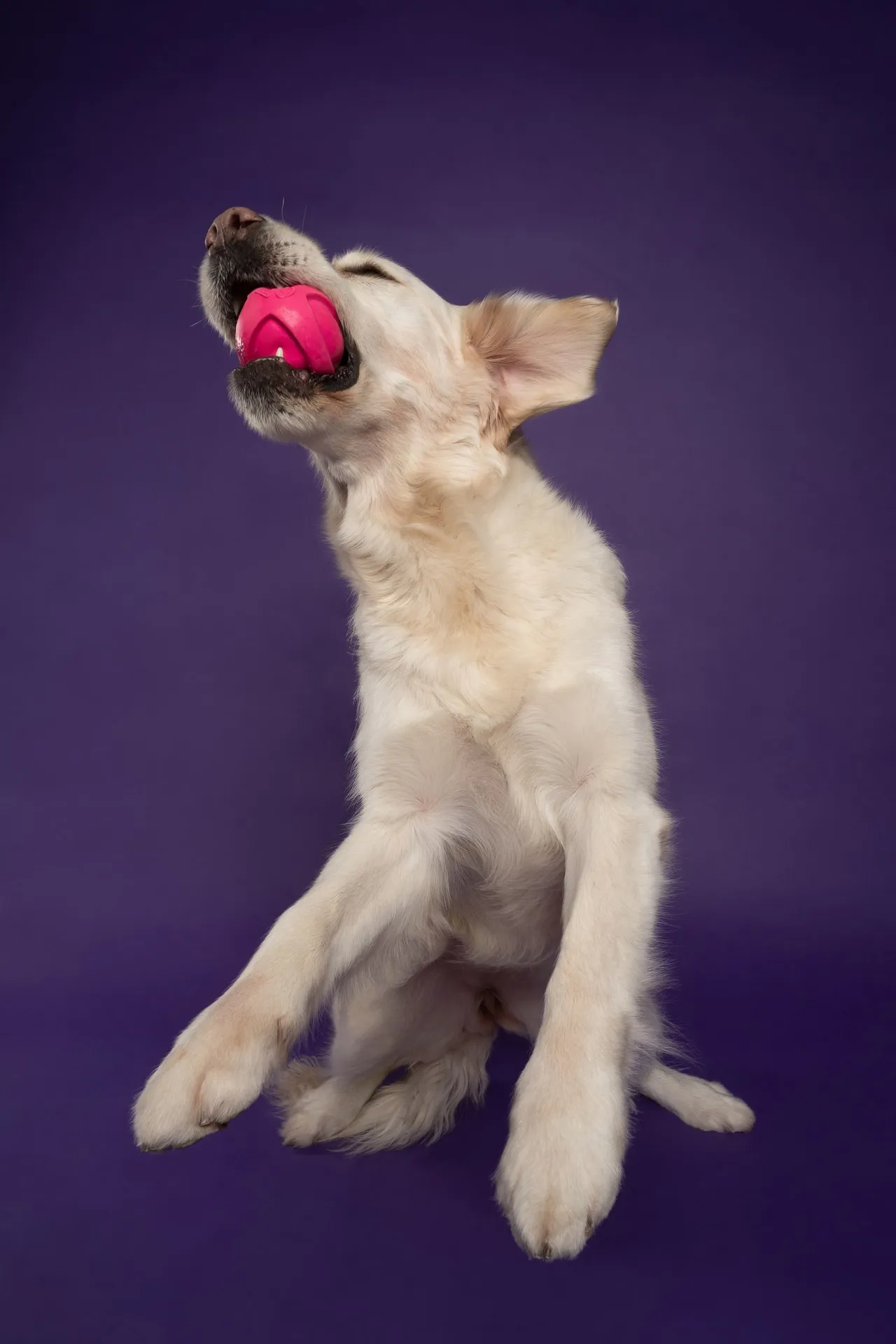 Forfait Légende — chien photographié au studio Face de Pitou