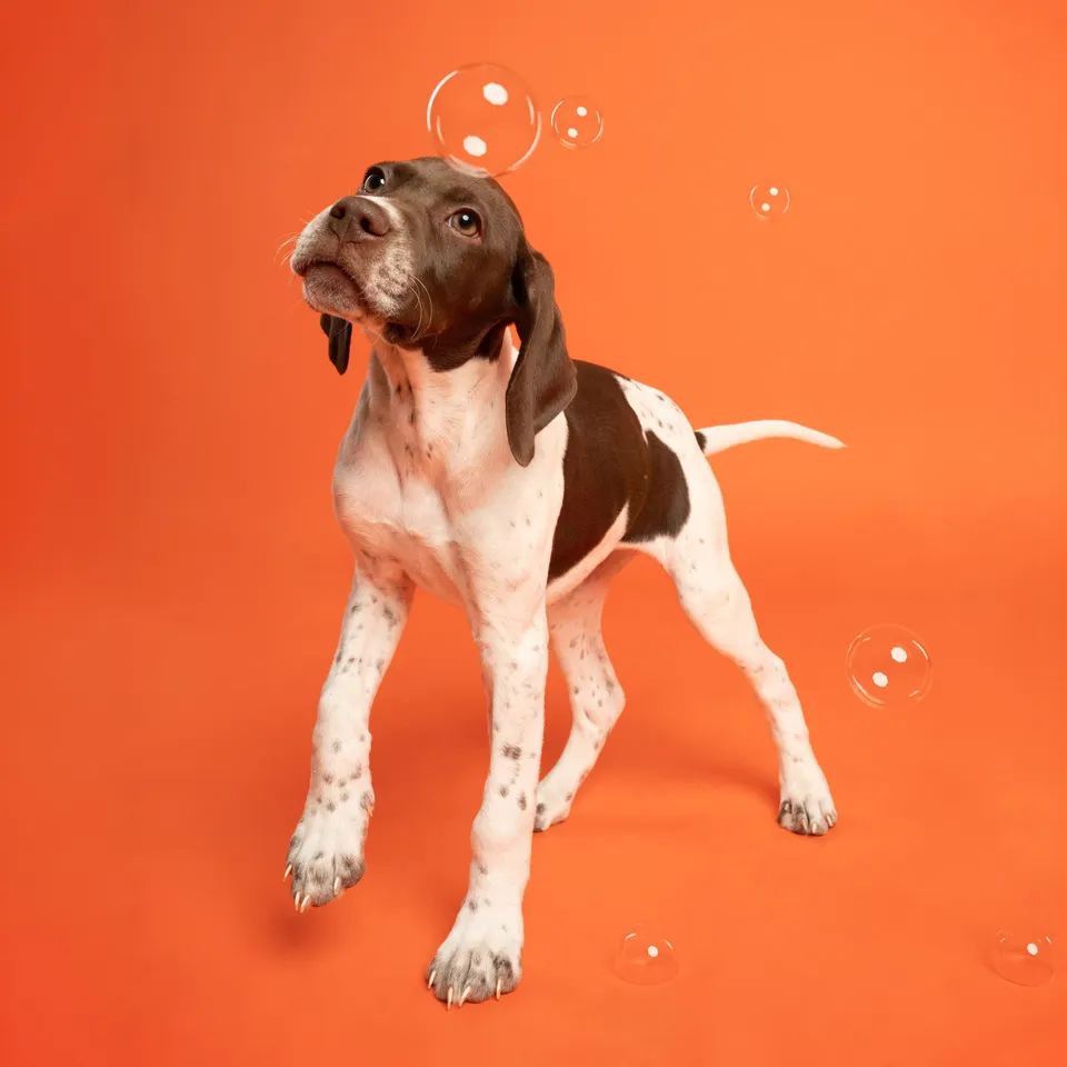 Portrait canin Face de Pitou — séance studio
