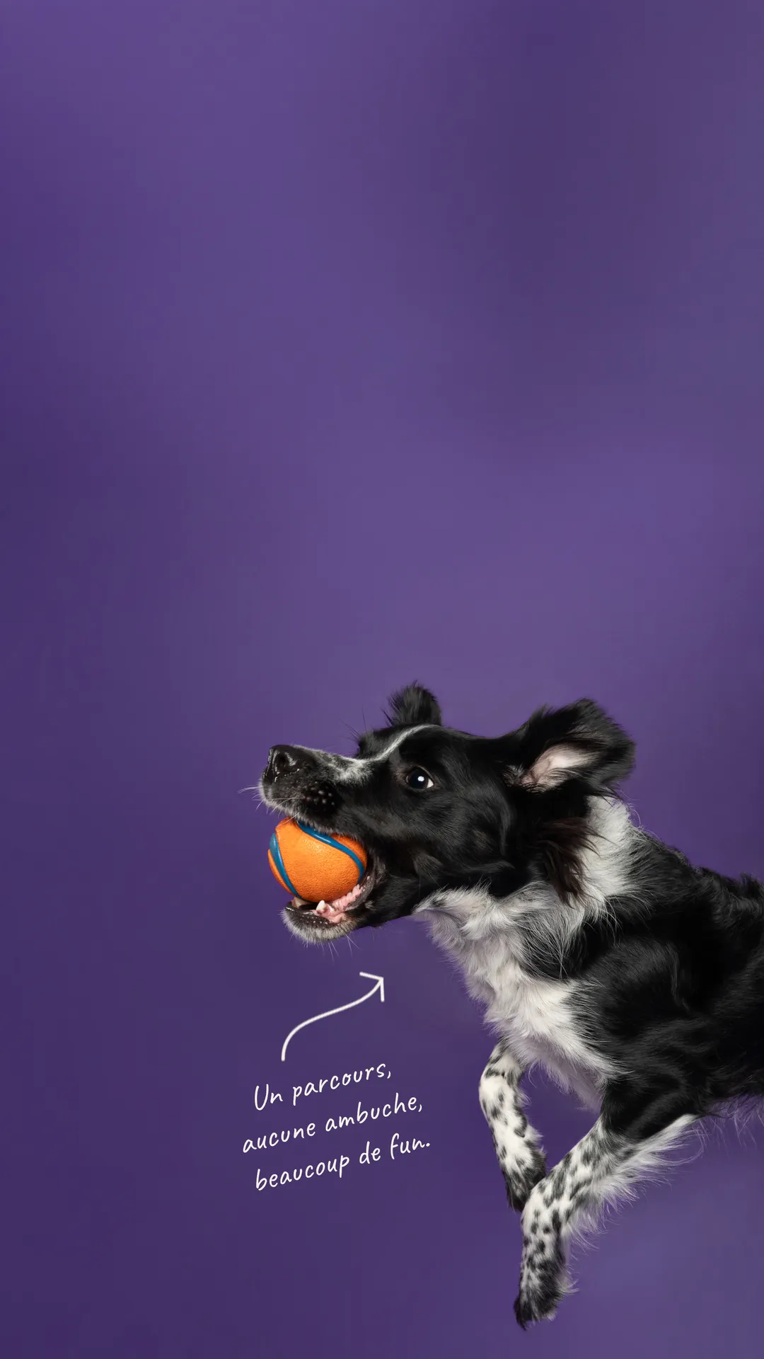 Mila, border collie photographiée au studio Face de Pitou à Québec