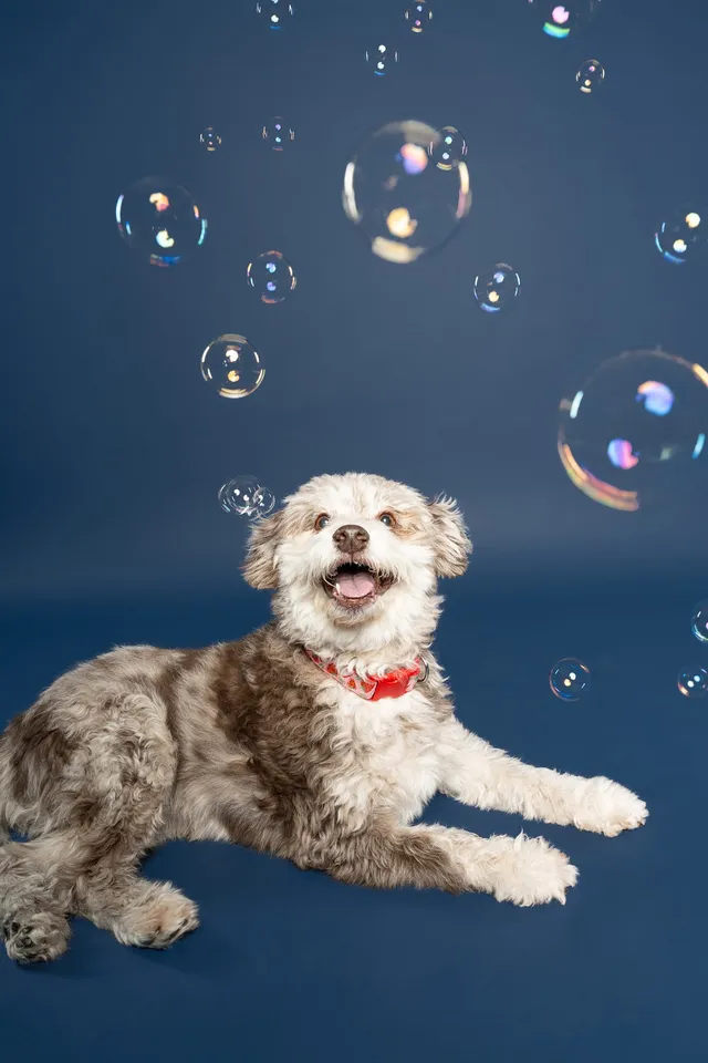 Chien photographié au studio Face de Pitou