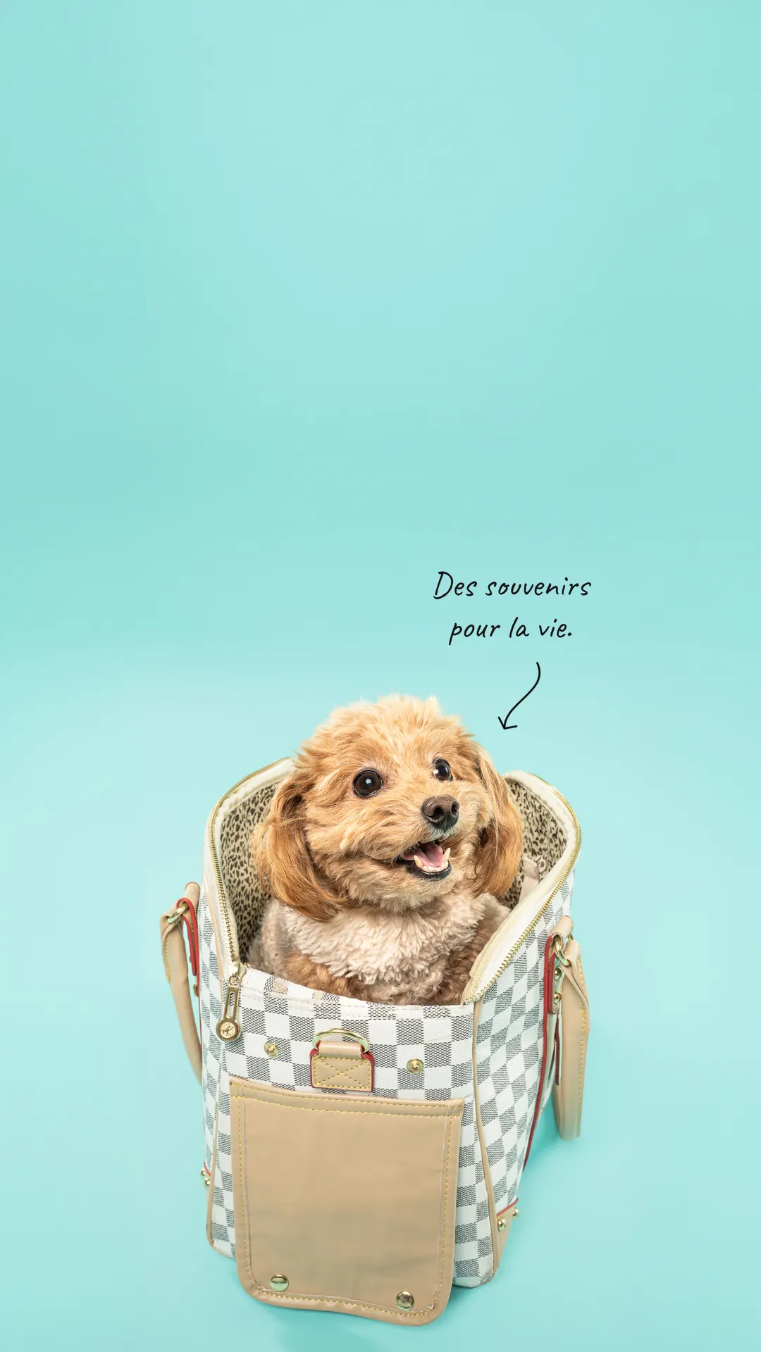 Chanel, bichon toy photographiée au studio Face de Pitou à Québec