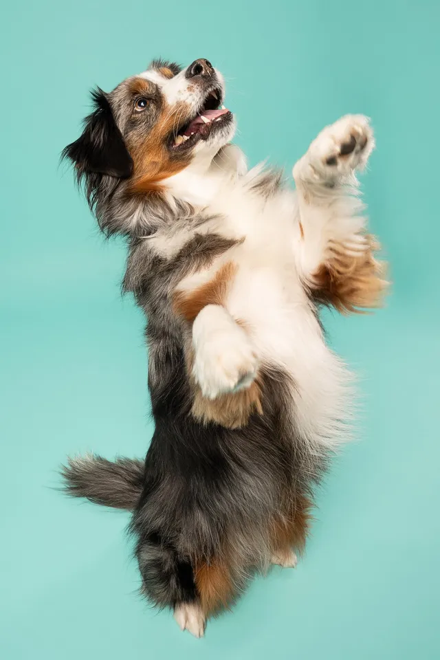 Chien photographié au studio Face de Pitou