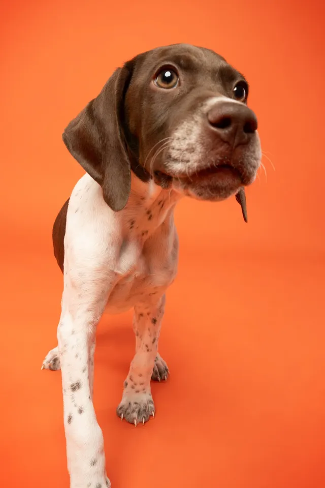 Chien photographié au studio Face de Pitou
