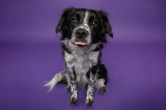 Chien photographié au studio Face de Pitou